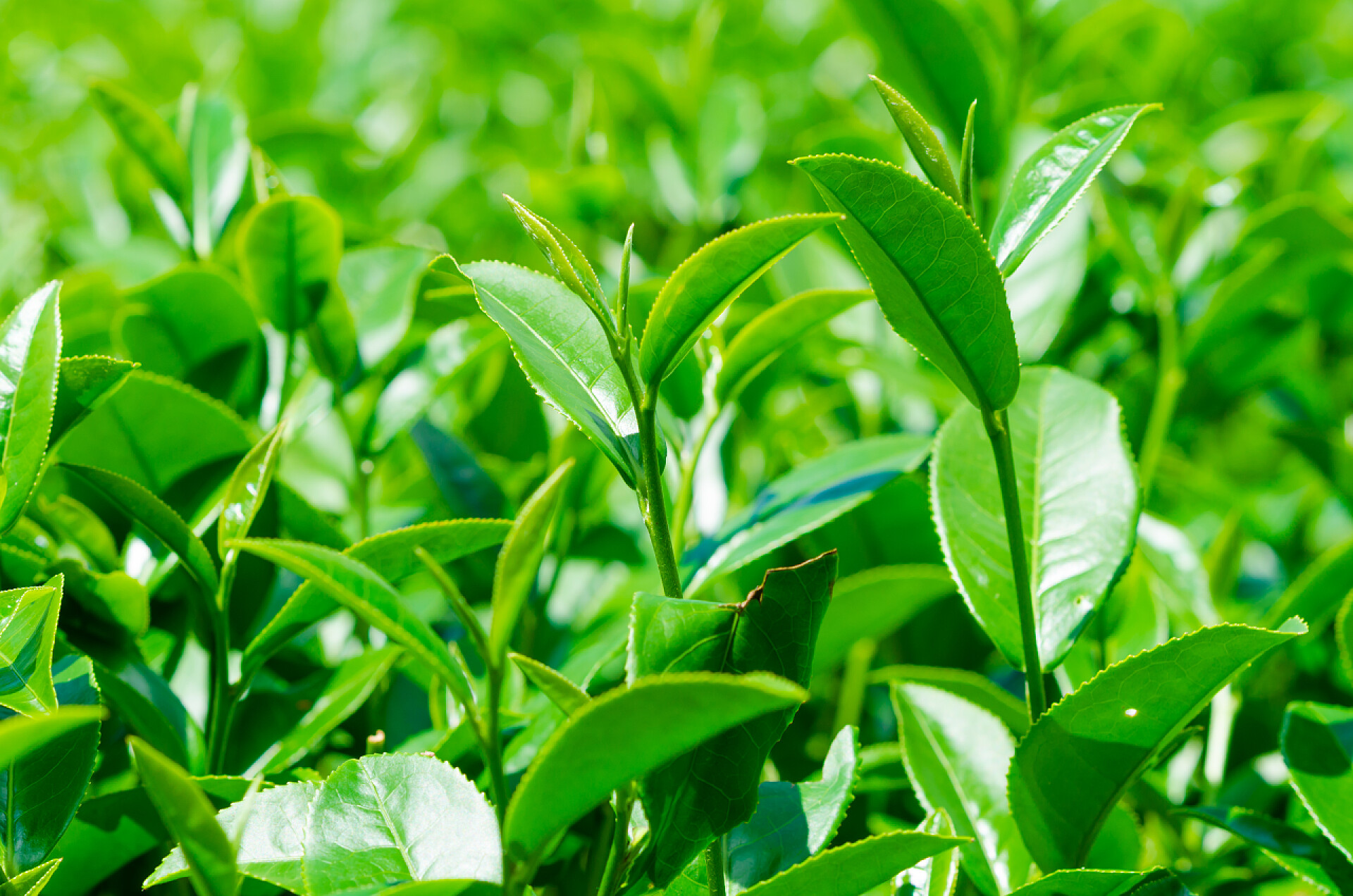 茶园种植技巧 打造醇香好茶之道